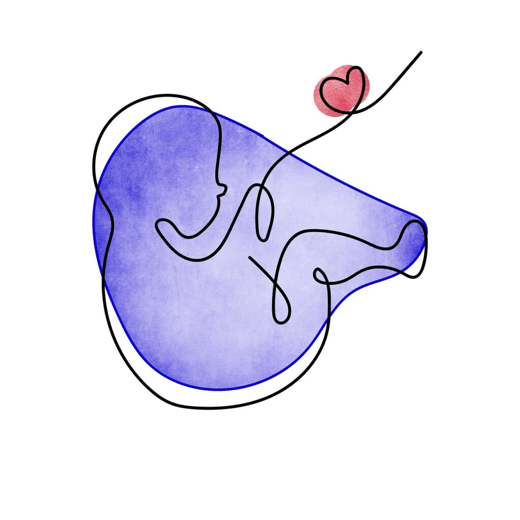 échographie, coeur qui bat