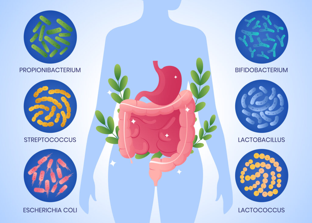 Les microbes et bactéries bons pour l'intestin
