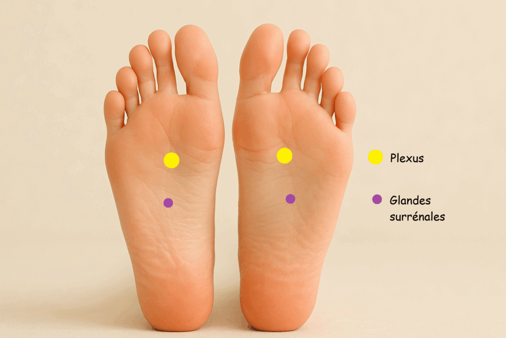 Réflexologie plantaire: plexus et glandes surrénales